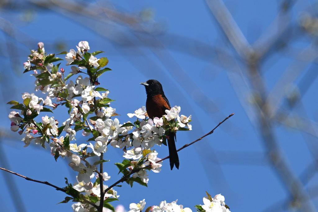 Oriole, Orchard, 2025-05016905 River Bend Farm, MA.JPG - Orchard Oriole. River Bend Farm, MA, 5-1-2025